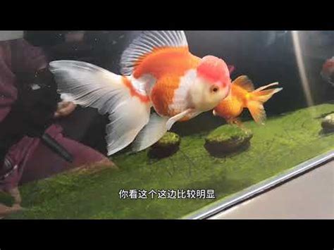 金魚缸意思